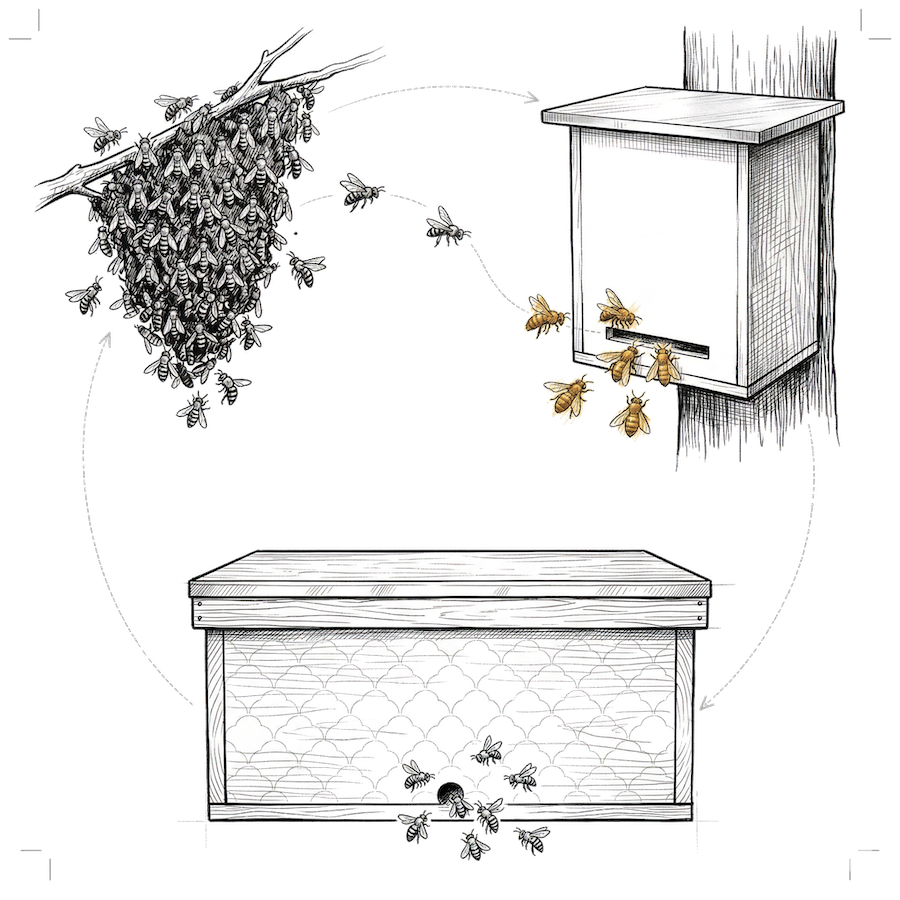 Illustration of the bee swarm cycle: swarm cluster, swarm trap on tree, horizontal Layens hive