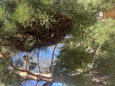 Honeybee swarm clustered on a tree branch