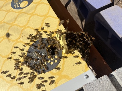 Heavy bee traffic at hive entrance