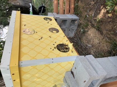 Top-down view of active beehive