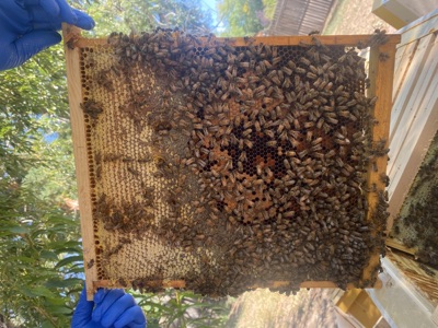 Beekeeper inspecting brood frame
