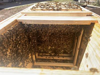 Open beehive showing colony