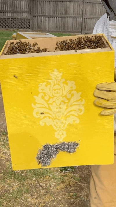 Bees peeking out of a swarm trap entrance