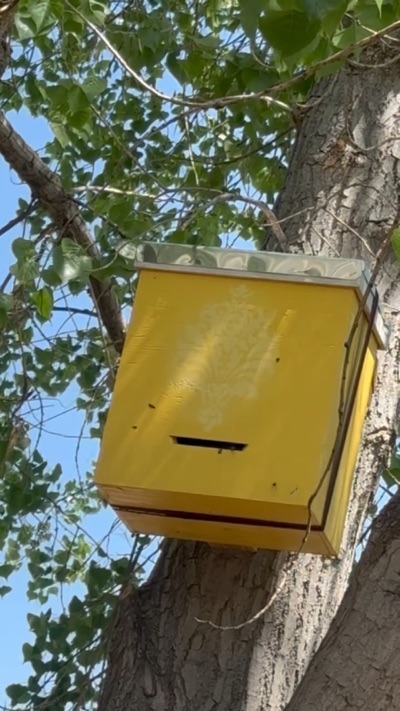 Swarm trap mounted in a tree