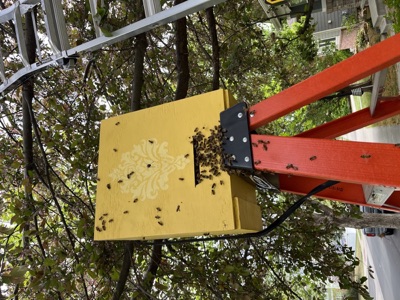 Swarm trap mounted on a ladder in a tree