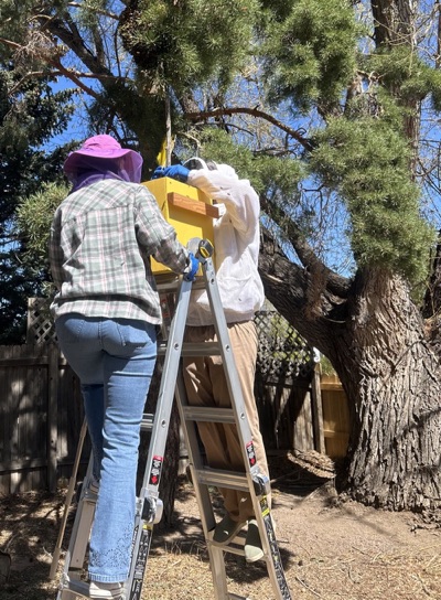 Retrieving a swarm trap with captured colony